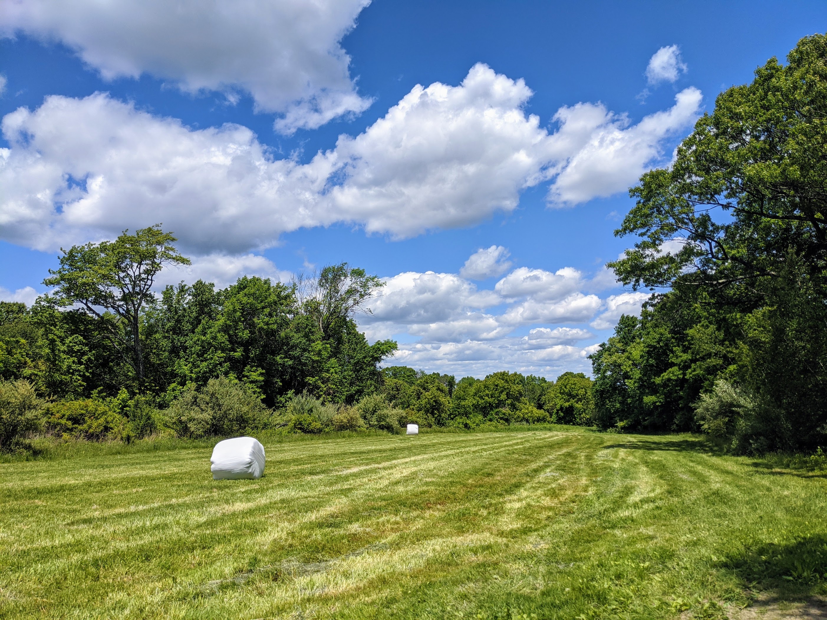 Inman Hill site detail from June 2020.